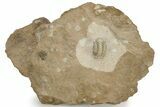 Super Rare Pseudosphaerexochus Trilobite #228877-5